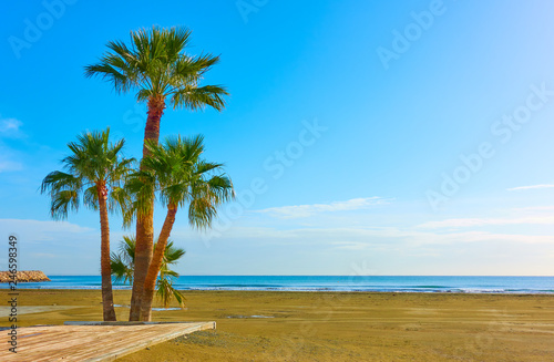 Fototapeta Naklejka Na Ścianę i Meble -  Palm trees on a sandy beach