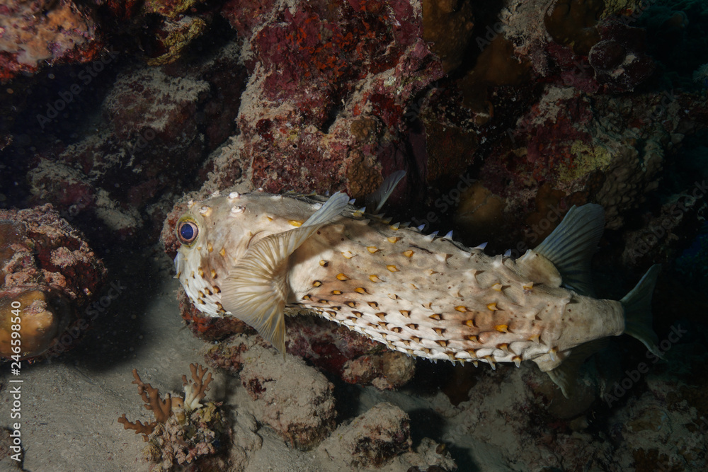 Puffer fish at the Red Sea Puffer fish at the Red Sea