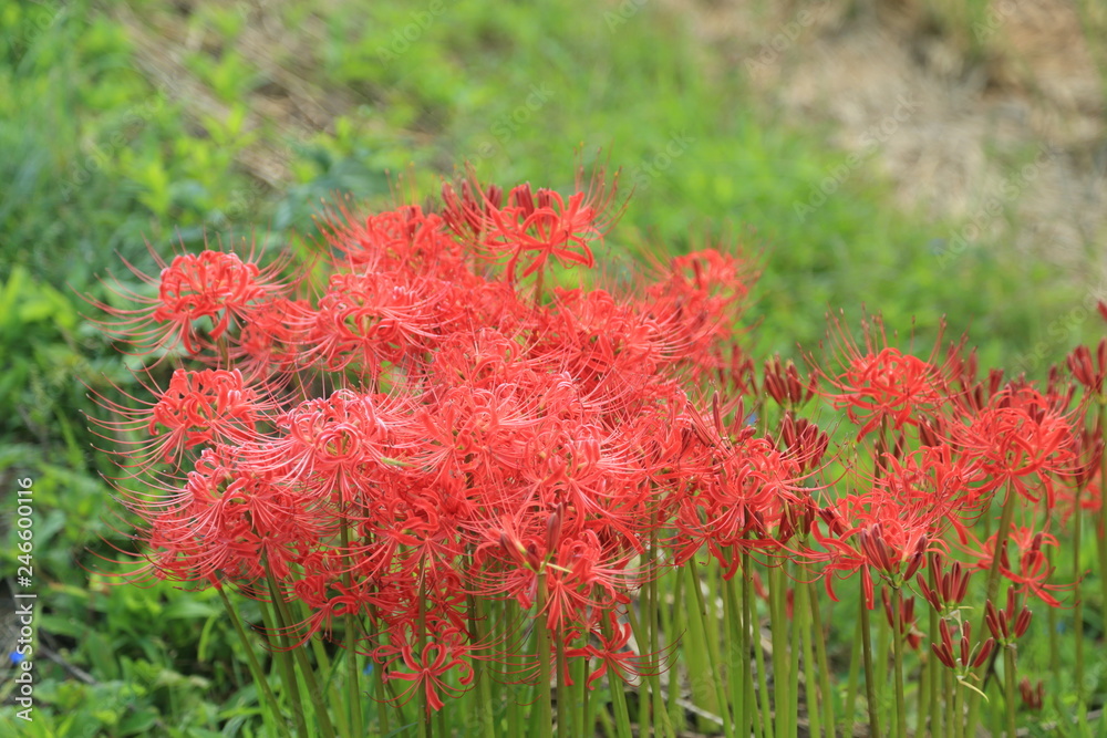秋の田んぼのあぜ道に鮮やかに咲く彼岸花