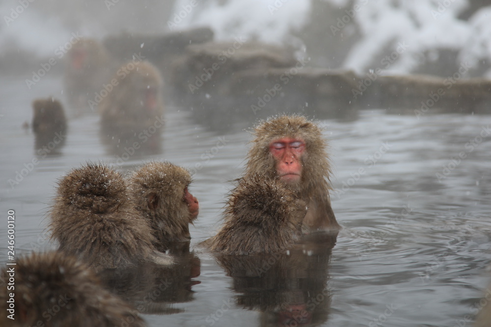Naklejka premium スノーモンキー 地獄谷のニホンザル