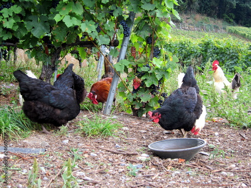 Cinq poules picorant dans les vignes / 5 hens picking in a vineyard  photo