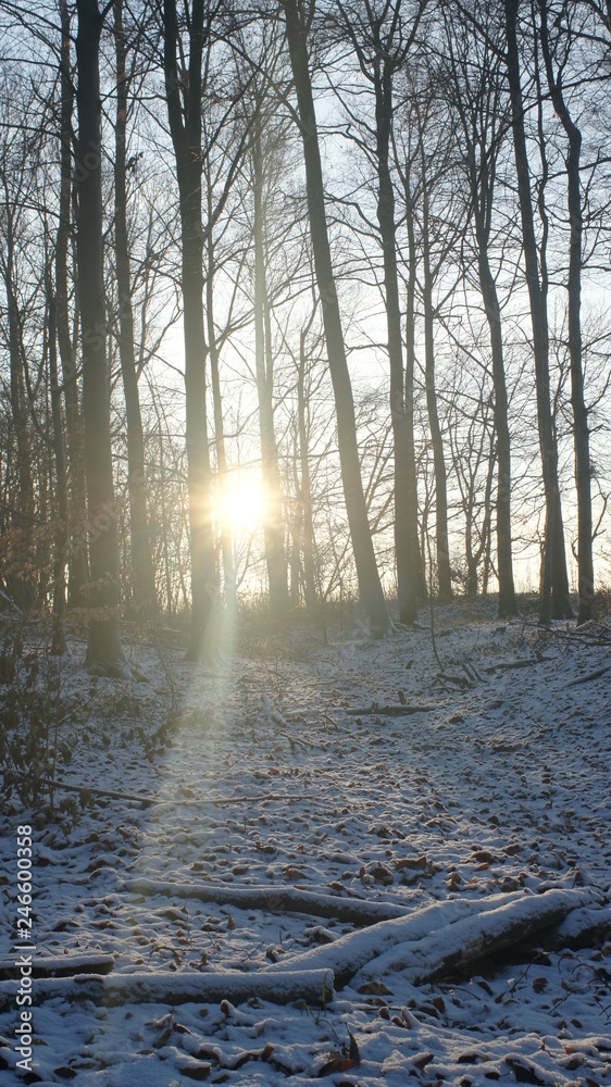 landscape ,winter