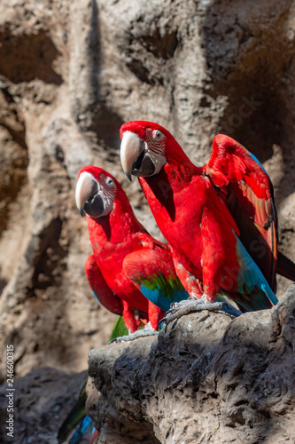 Pair of red Macaw (Ara Macao) Chloropterus parrots sitting on a stone looking in the same direction