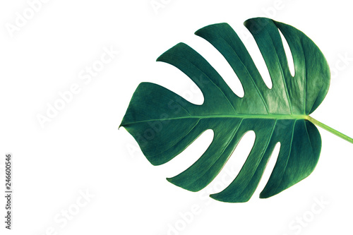 Monstera green leaf isolated on white background with clipping path for summer and spring design element in blue toned.