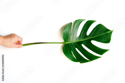 Human hand holding Tropical Monstera palm leaf isolated on white background with clipping path.