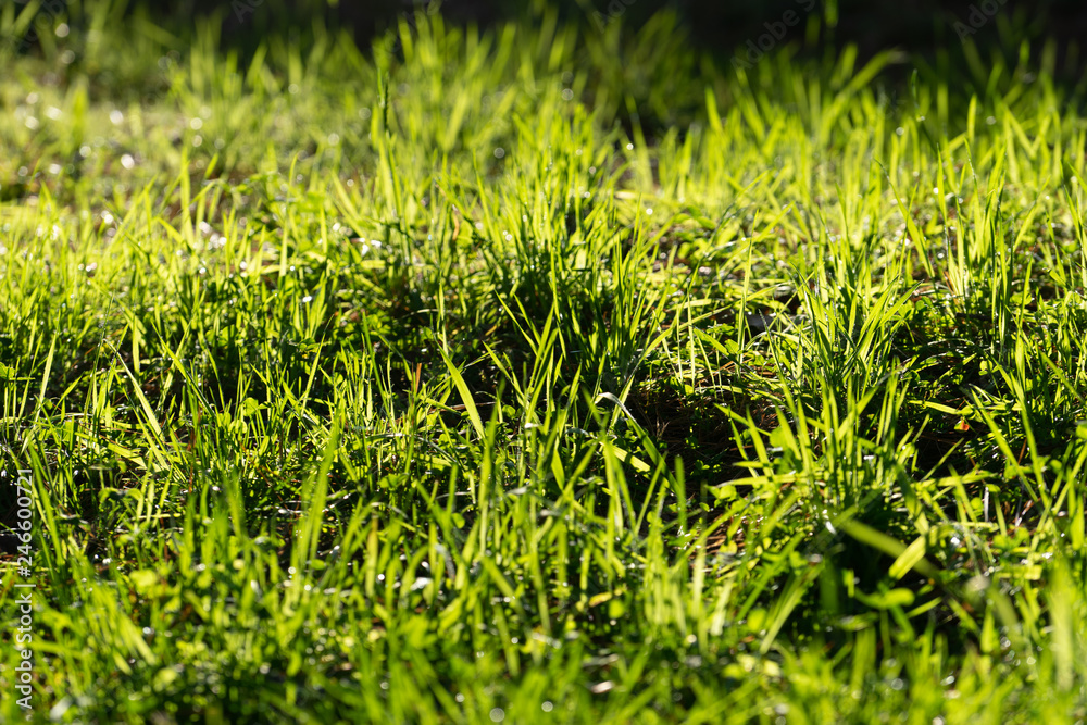Fototapeta premium Natural background with green grass in sunlight.