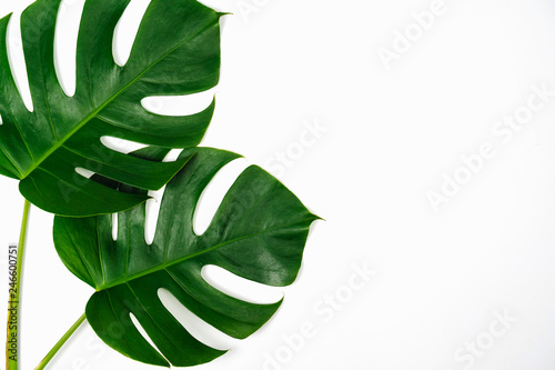 Monstera green leaf isolated on white background in flat lay style and top view.
