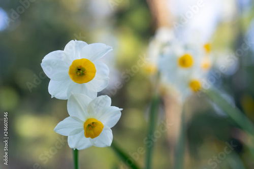 Fototapeta Naklejka Na Ścianę i Meble -  Delicate spring background with white flower and bokeh.