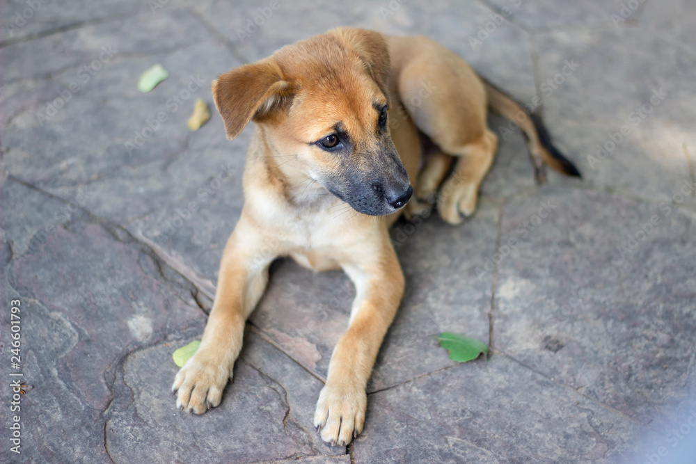 Brown puppies lying on the floor,Stray dog Brown puppies lying on the floor,Stray dog