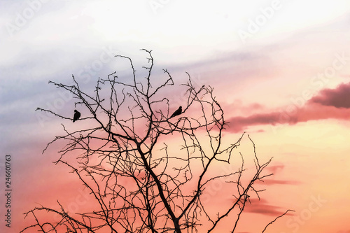 silhouette of dry tree with birds against the light at sunset