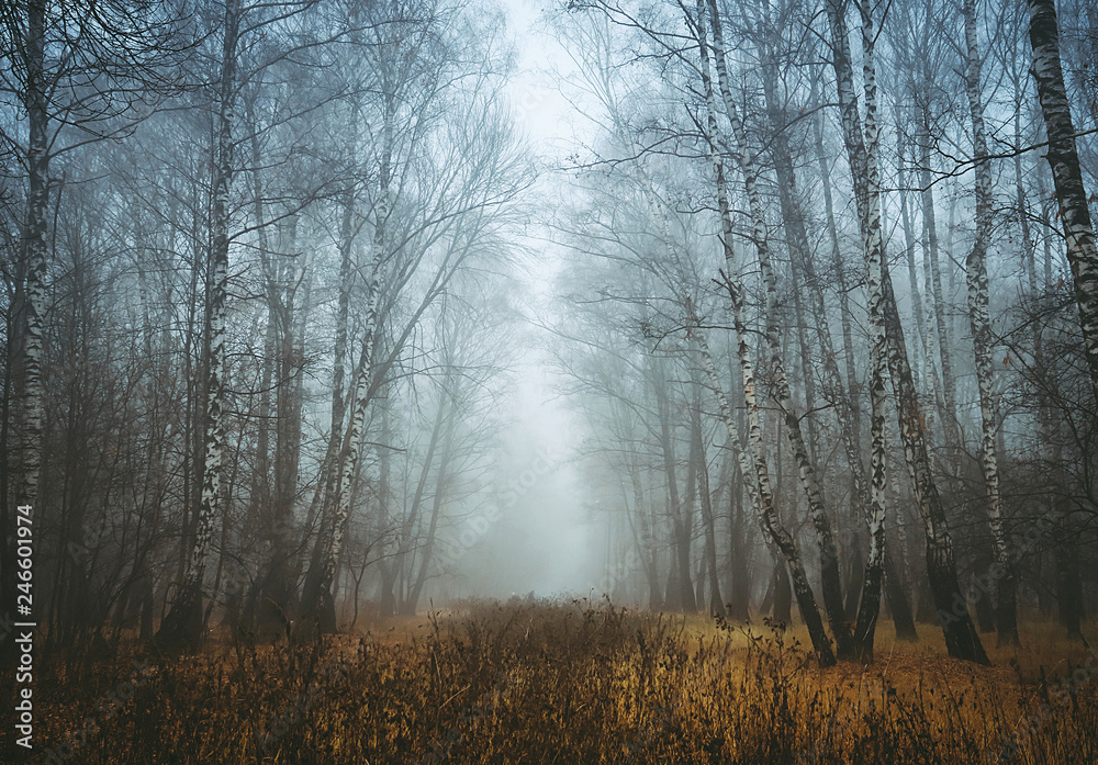 Fototapeta premium Foggy forest