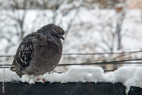 Portrait of gray pigeon on the snow.