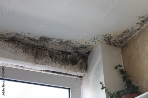 Mold in house on wall edges dangerous disgusting fungus photo