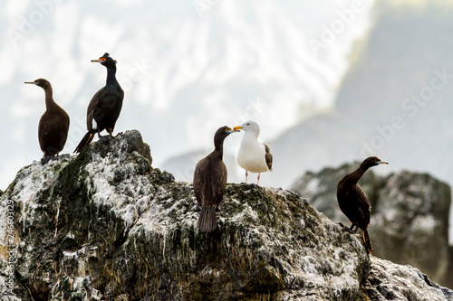 Colony cormorants (Phalacrocorax carbo) and seagulls, Kamchatka Peninsula, nearby Cape Kekurny, Russia.