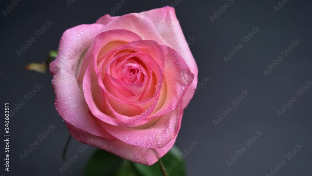 Closeup top down shoot of light beautiful pink rose with raindrops on its petals with the background isolated on dark Closeup top down shoot of light beautiful pink rose with raindrops on its petals with the background isolated on dark
