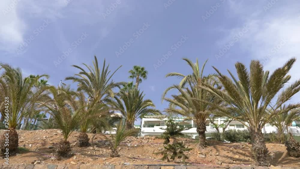 Car POV on palm trees in 4K slow motion 60fps Car POV on palm trees in 4K slow motion 60fps