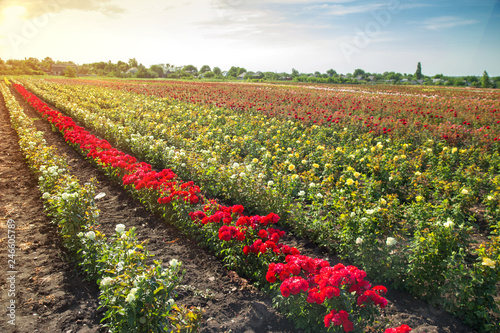 Fototapeta Naklejka Na Ścianę i Meble -  colorful fields with blooming roses in the sunset sun light in the summer outdoors..