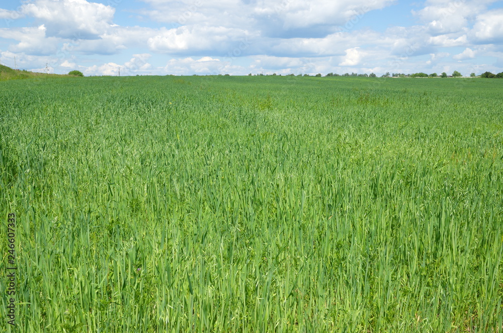Summer rural landscape with a field of oat Summer rural landscape with a field of oat