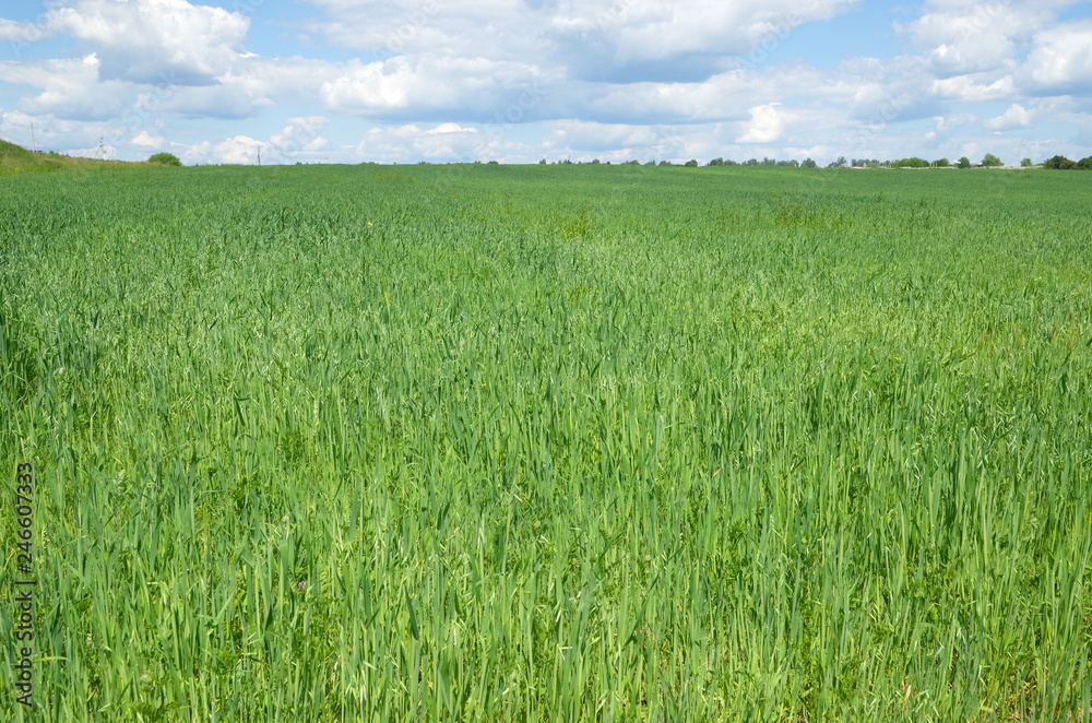 Summer rural landscape with a field of oat