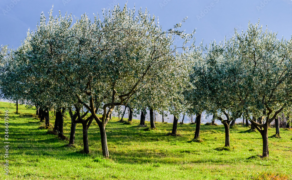 Italian olive grove on the green hill