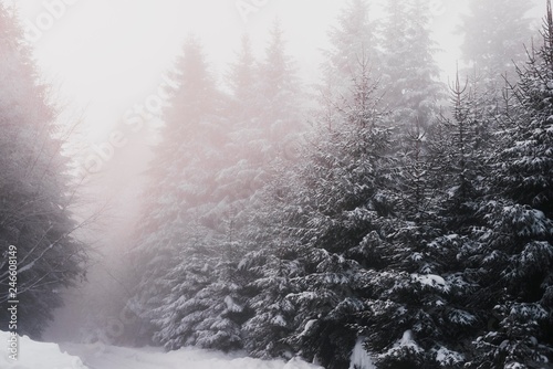 mountain pine trees covered with snow. mountain forest fog. © Djordje