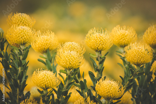 Close up image of bright yellow pincushion proteas in the western cape fynbos floral kingdom in south africa photo
