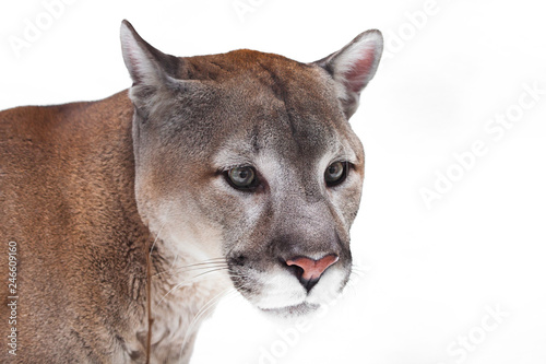 Muzzle cougar close-up on a white background. Powerful predatory face of a big cat.
