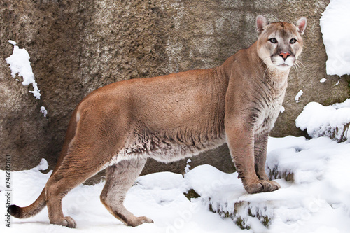 Vooruitgang moordenaar dinosaurus Wandcirkels sterk lichaam van een grote kat Cougar in profiel, tegen een  achtergrond van rotsen en sneeuw, uitzicht op het beest vanaf de zijkant. -  Nikkel-Art.nl