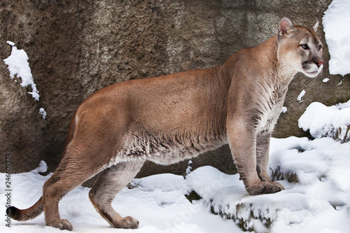 strong body of a big cat Cougar in profile, against a background of rocks and snow, view of the beast from the side.