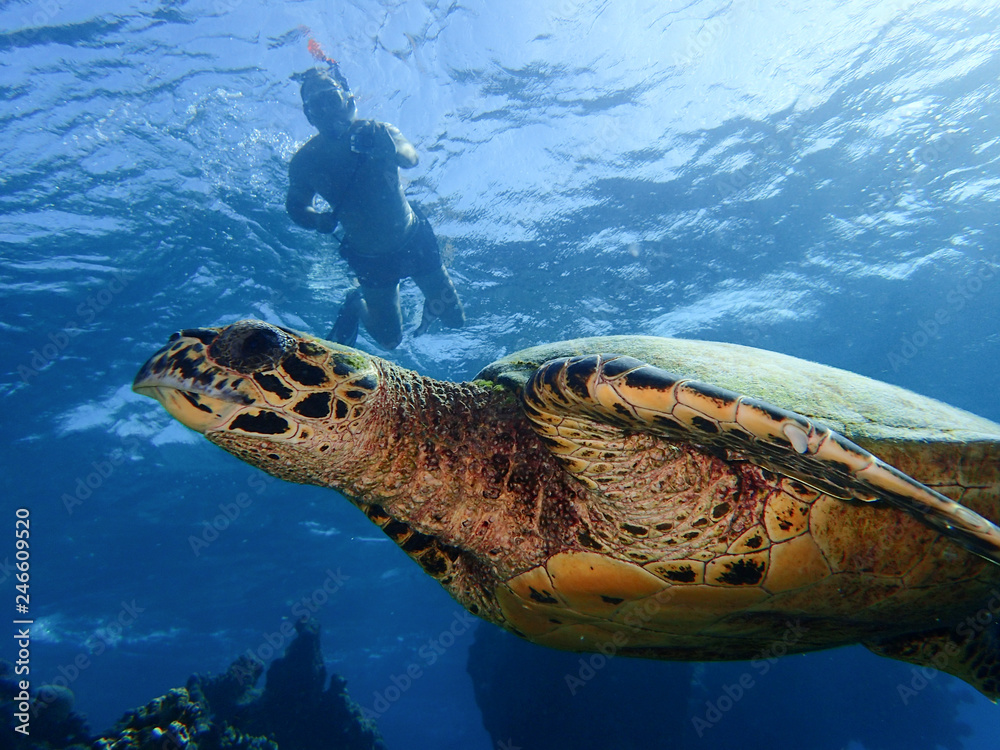 Obraz premium A tourist swimming with a turtle in a reef in Maldives