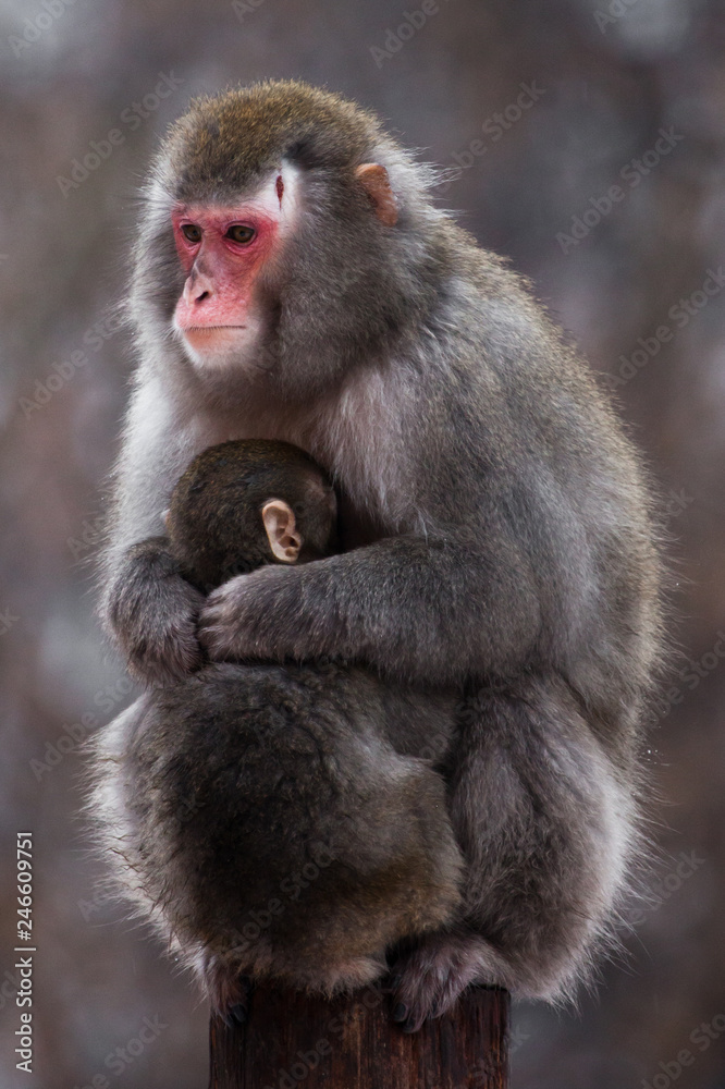 An unhappy, preoccupied mother of a Japanese macaque with a scar on her head and a small calf in winter, fluffy fur is a red face. An unhappy, preoccupied mother of a Japanese macaque with a scar on her head and a small calf in winter, fluffy fur is a red face.