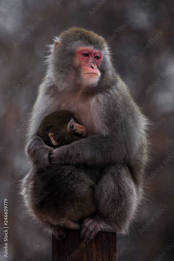 An unhappy , preoccupied mother of a Japanese macaque with a baby in winter, fluffy fur, red face. An unhappy , preoccupied mother of a Japanese macaque with a baby in winter, fluffy fur, red face.