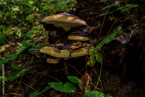Mushrooms in Moscow region