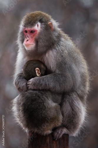 An unhappy   preoccupied mother of a Japanese macaque with a scar on her head and a small calf in winter  fluffy fur is a red face.