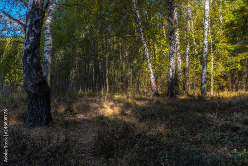 wood in Moscow region