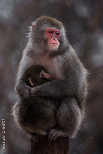 An unhappy , preoccupied mother of a Japanese macaque with a baby in winter, fluffy fur, red face.