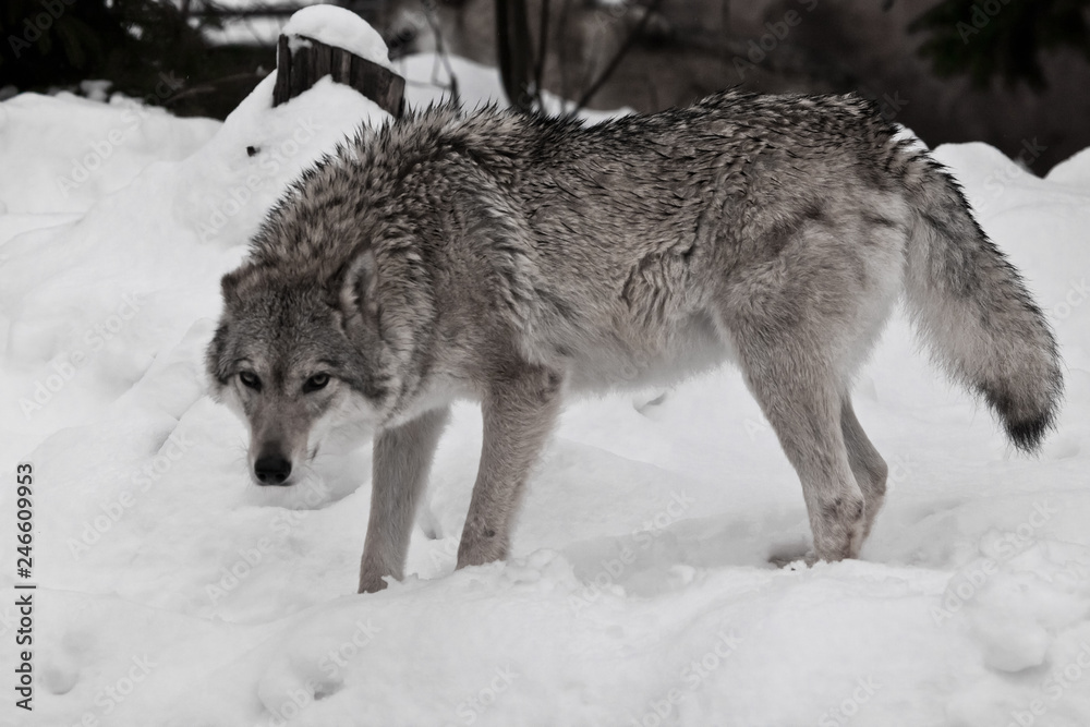 The she-wolf looks angrily, the fur is disheveled Wolves in the snow in winter.