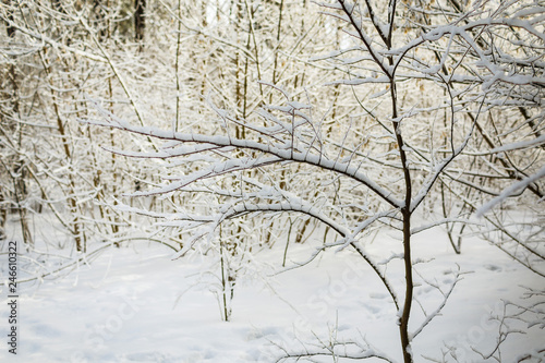 A branch of a tree covered in snow.