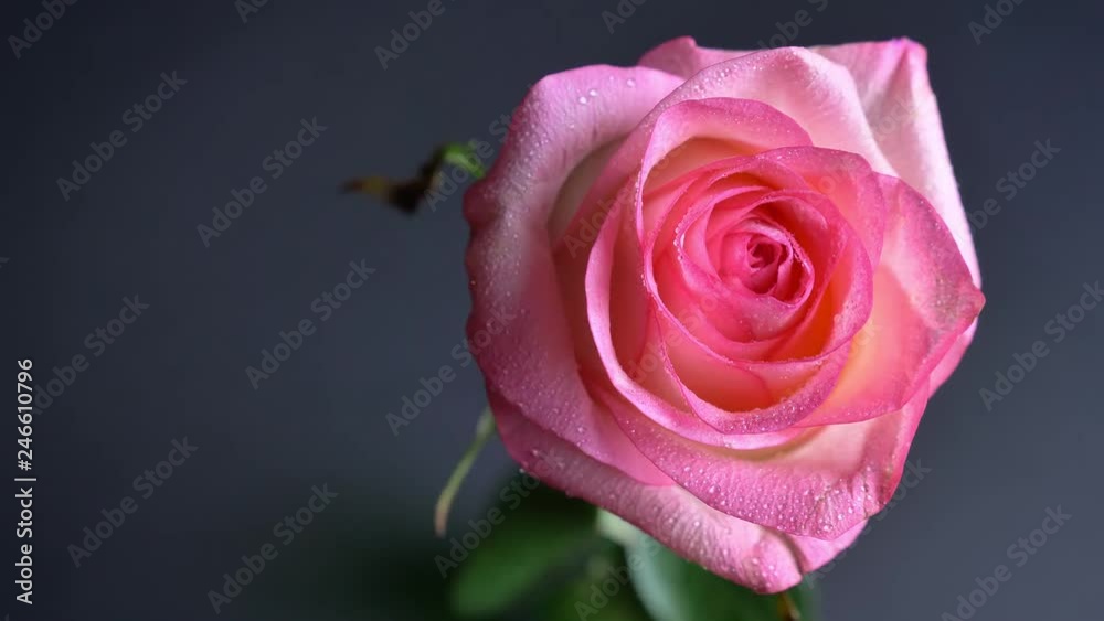 Closeup shoot ofbeautiful pink rose all the day long with the background isolated on dark Closeup shoot ofbeautiful pink rose all the day long with the background isolated on dark