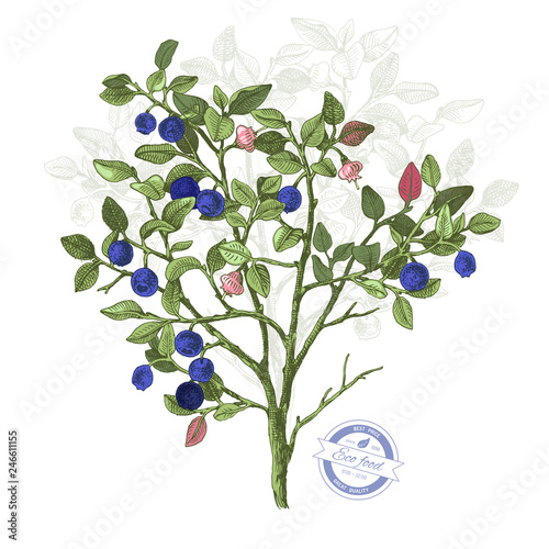 Hand drawn bilberry bush