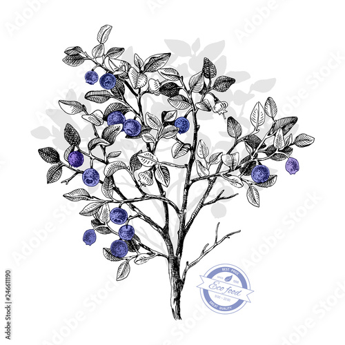 Fotografija Hand drawn bilberry bush