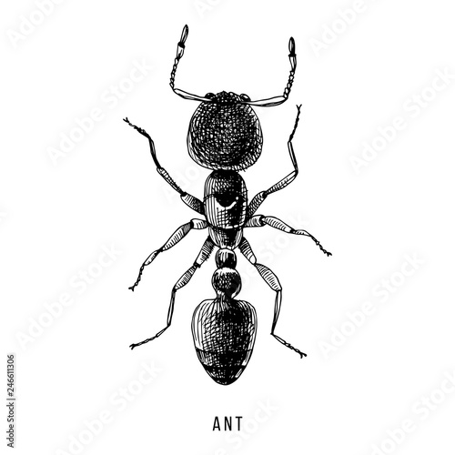 Hand drawn ant illustration