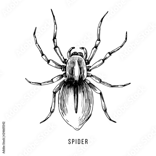 Hand drawn Brazilian spider illustration