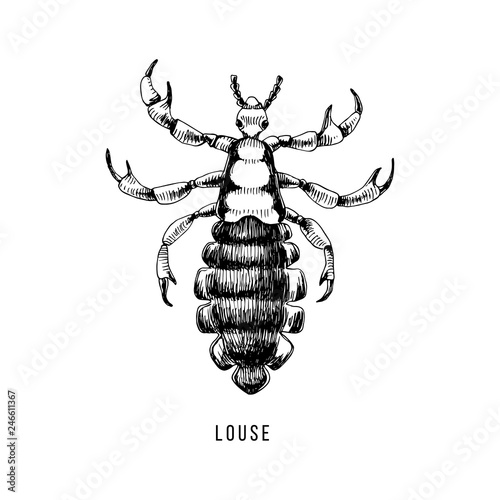 Hand drawn louse © Marina Gorskaya