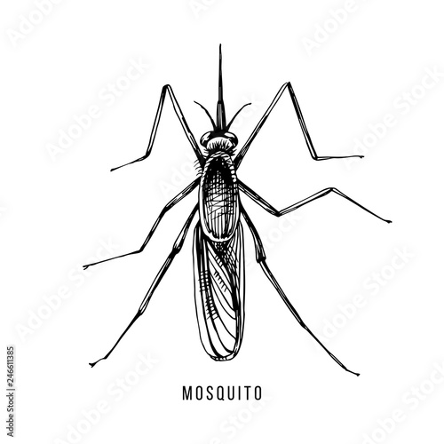 Hand drawn mosquito