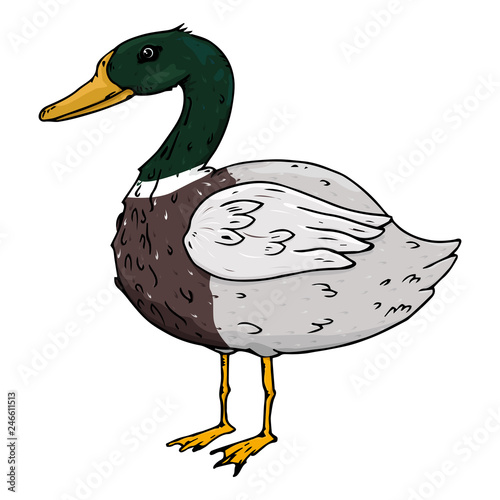 Duck icon. Vector illustration of waterfowl duck. Duck hand drawn.