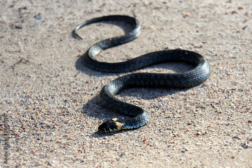 Grass Snake.Non-poisonous snake.
