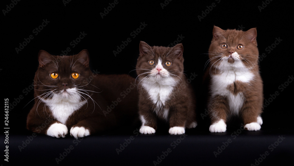 Katzenmama mit zwei Kitten - BKH Katzenmama mit zwei Kitten - BKH