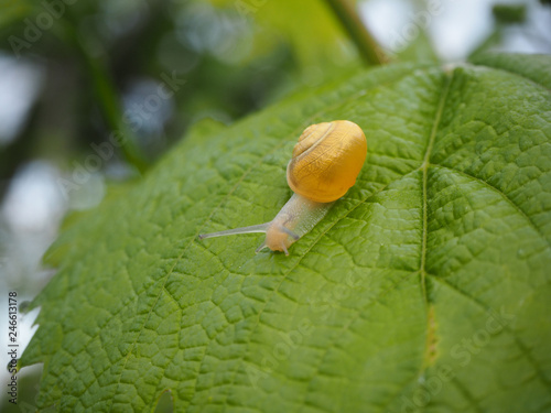A small yellow snail crawls on a leaf of grapes