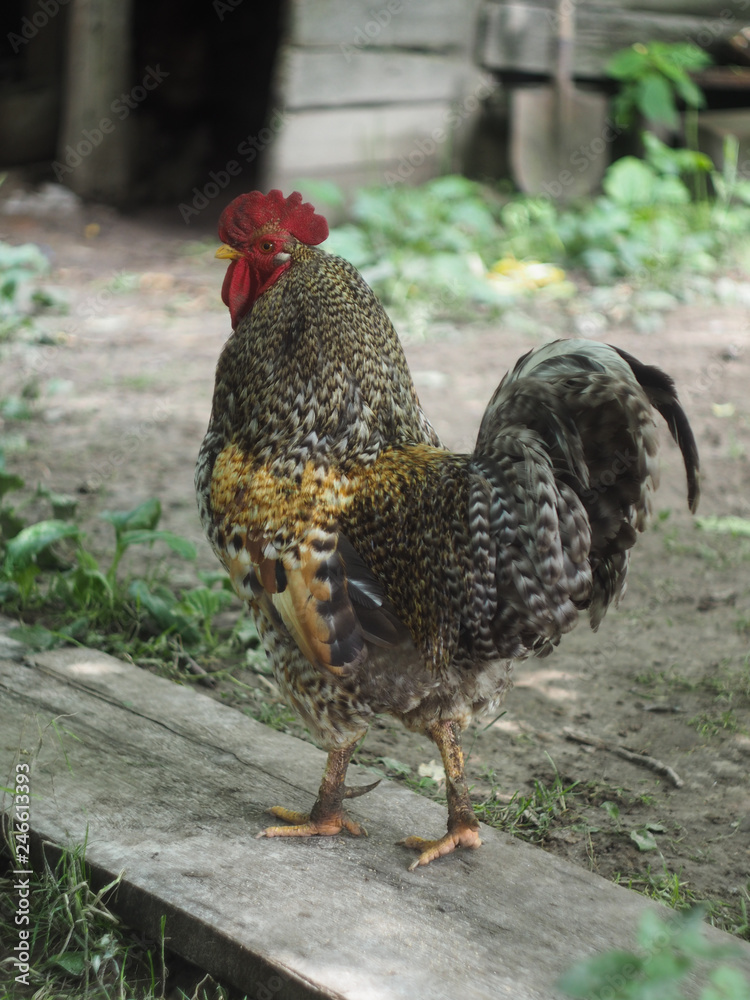 A cock on a rustic yard